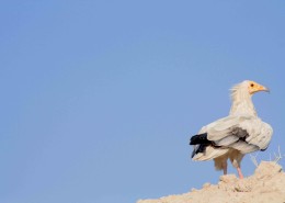 Birding in Iran 10 days