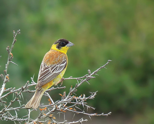Birds of Iran-Birdwatching Iran