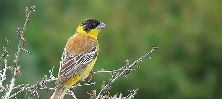 Birds of Iran-Birdwatching Iran