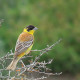 Birds of Iran-Birdwatching Iran