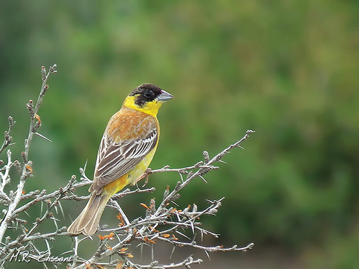 Birds of Iran-Birdwatching Iran