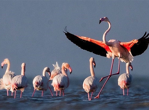 World Wetlands Day