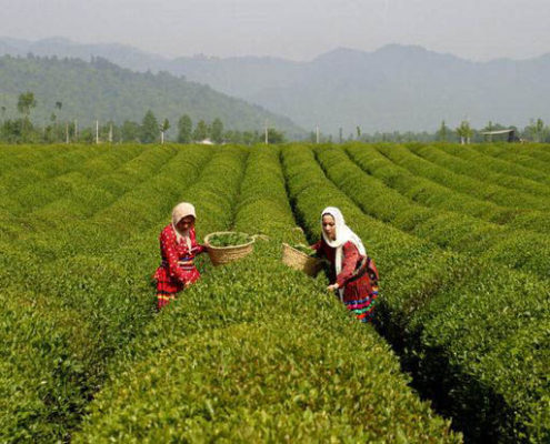 Black tea farm lahijan