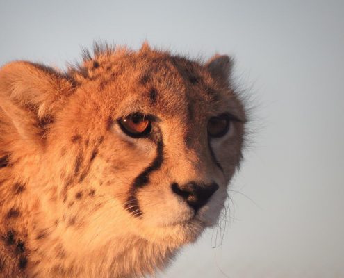 The Asiatic Cheetah, the rare species of Iran Wildlife