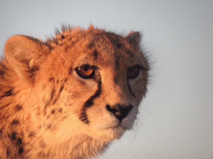 Asiatic Cheetah (Iranian Cheetah): the rare species of Iran wildlife