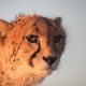 The Asiatic Cheetah, the rare species of Iran Wildlife