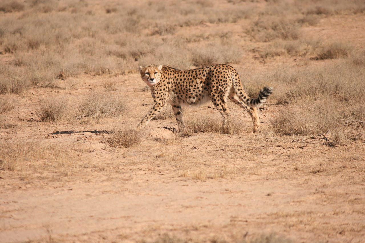 The Asiatic Cheetah, the rare species of Iran Wildlife