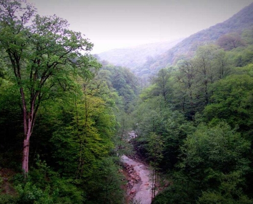 Iran’s Hyrcanian Forests Inscribed on UNESCO World Heritage List