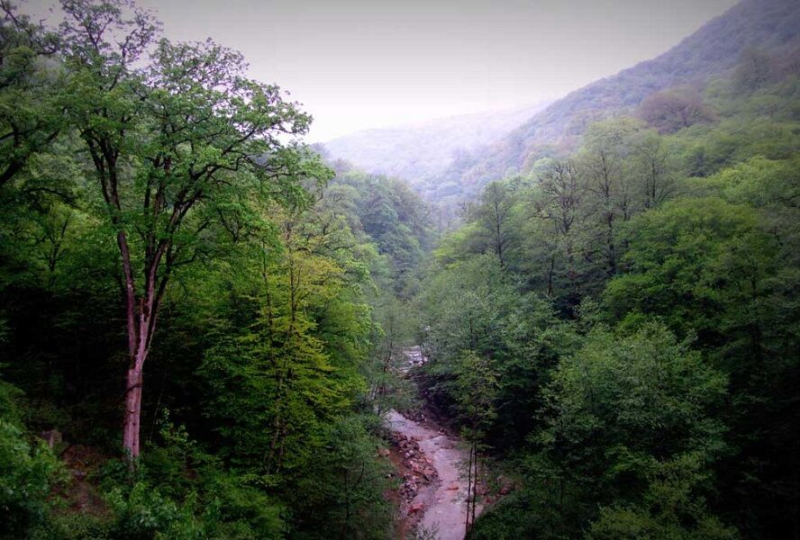 Iran’s Hyrcanian Forests Inscribed on UNESCO World Heritage List