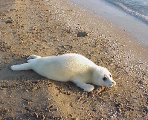 Iran Doostan social responsibility saving the endangered Caspian Seal