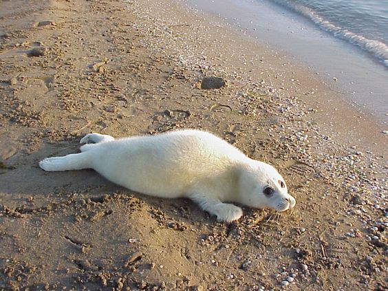 Iran Doostan social responsibility saving the endangered Caspian Seal