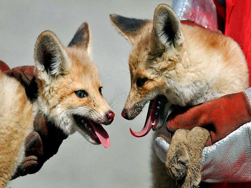 Fox in Quarantine