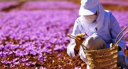 saffron harvesting