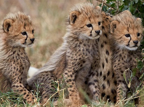 world wildlife day - Iranian Cheetah