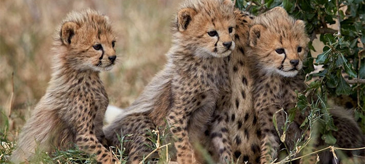 world wildlife day - Iranian Cheetah