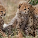 world wildlife day - Iranian Cheetah