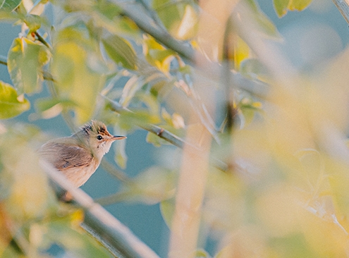 Nightingale