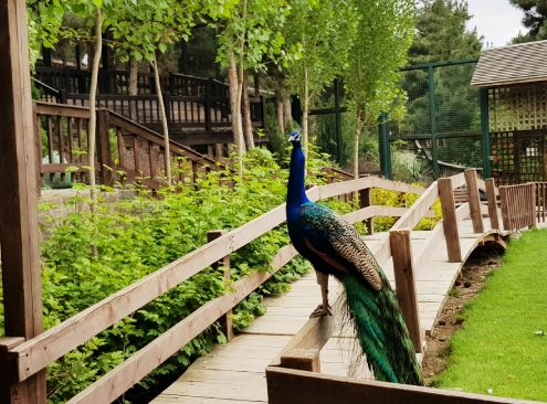 Tehran Birds Garden
