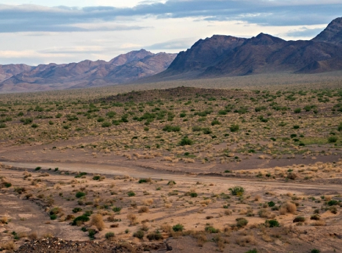 iran desert animals