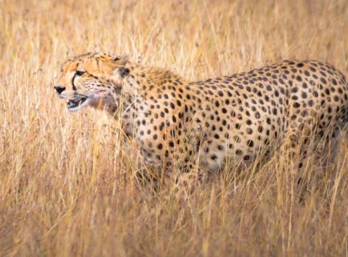 Iran Wildlife Animals