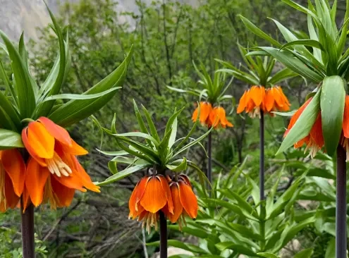 Best Places for Seeing Reverse Tulips in Iran