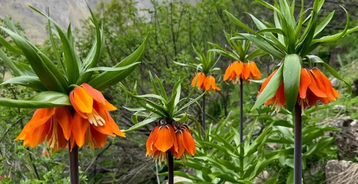 Best Places for Seeing Reverse Tulips in Iran