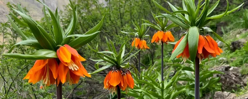 Best Places for Seeing Reverse Tulips in Iran