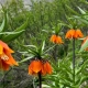 Best Places for Seeing Reverse Tulips in Iran