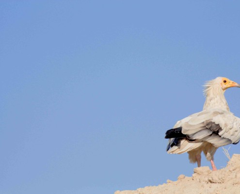 Tour de observación de aves en Irán (10 días)